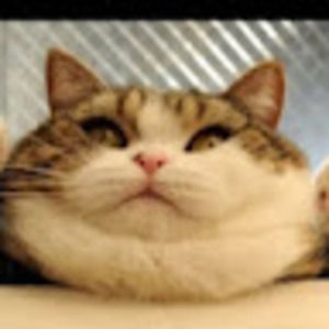 Meet your Posher, Scarlett